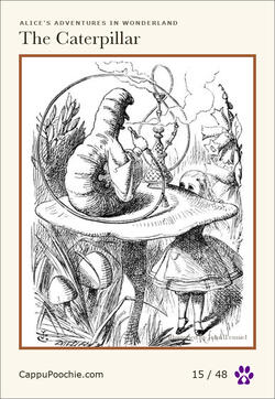 alice Card 15