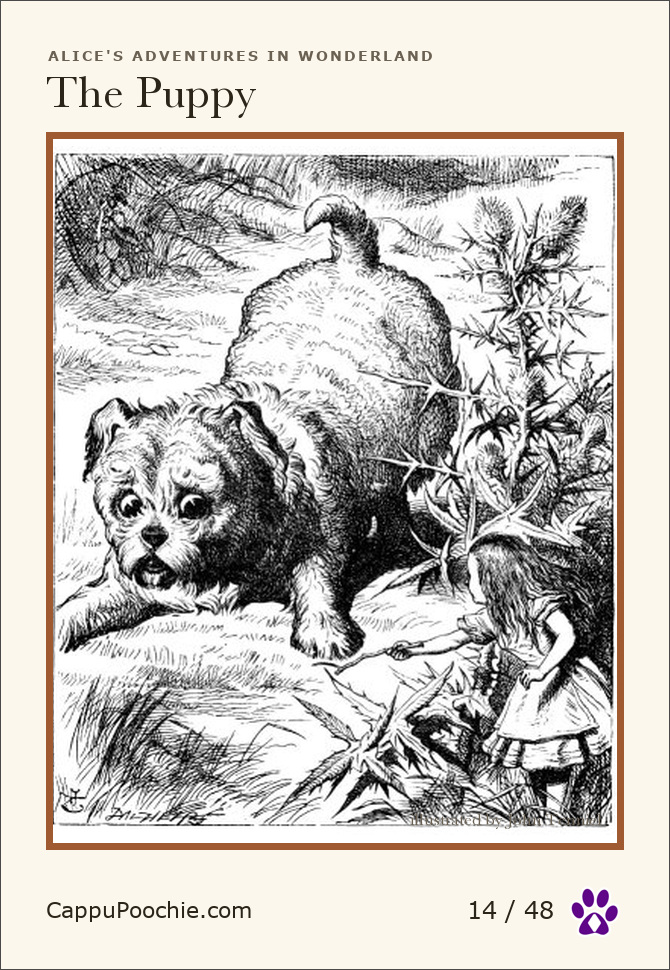 alice Card 14