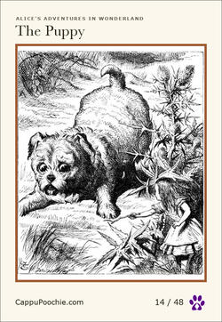alice Card 14