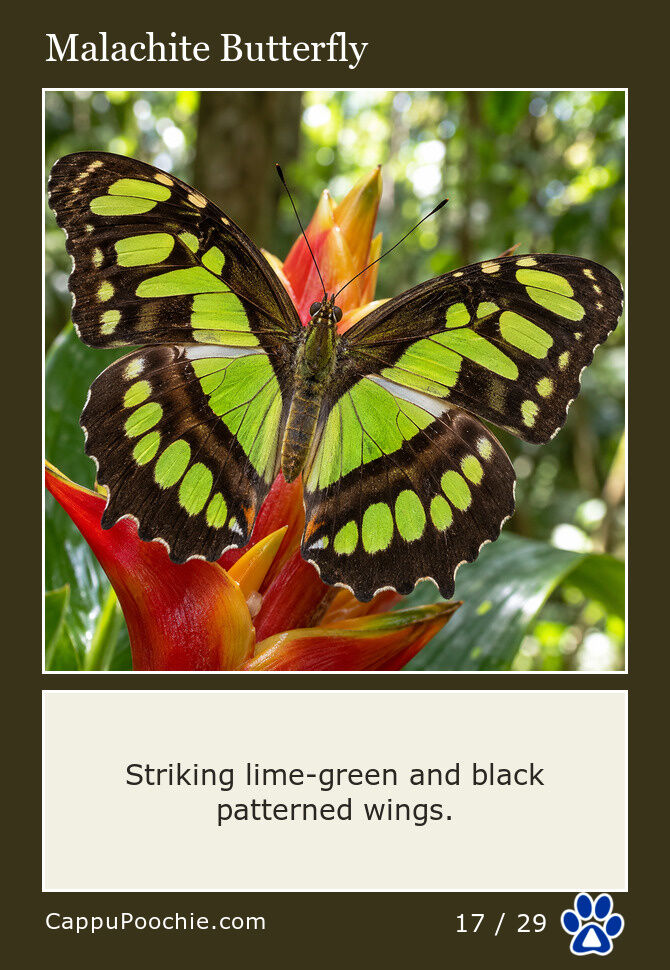 butterflies Card 17