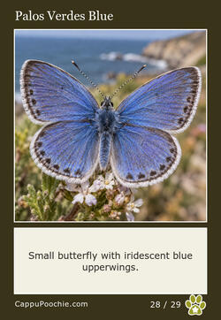 butterflies Card 28