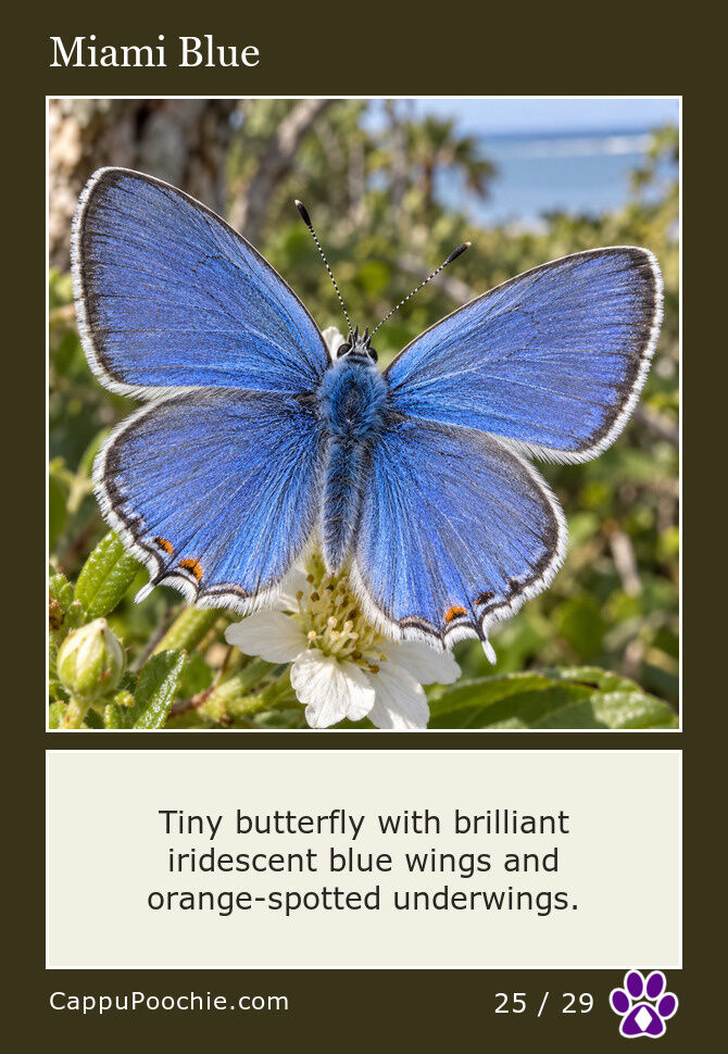 butterflies Card 25