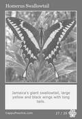 butterflies Card 27