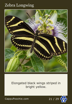 butterflies Card 21