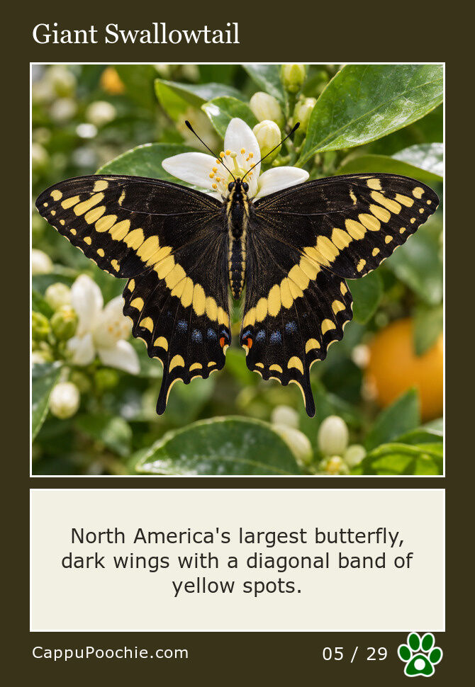 butterflies Card 05