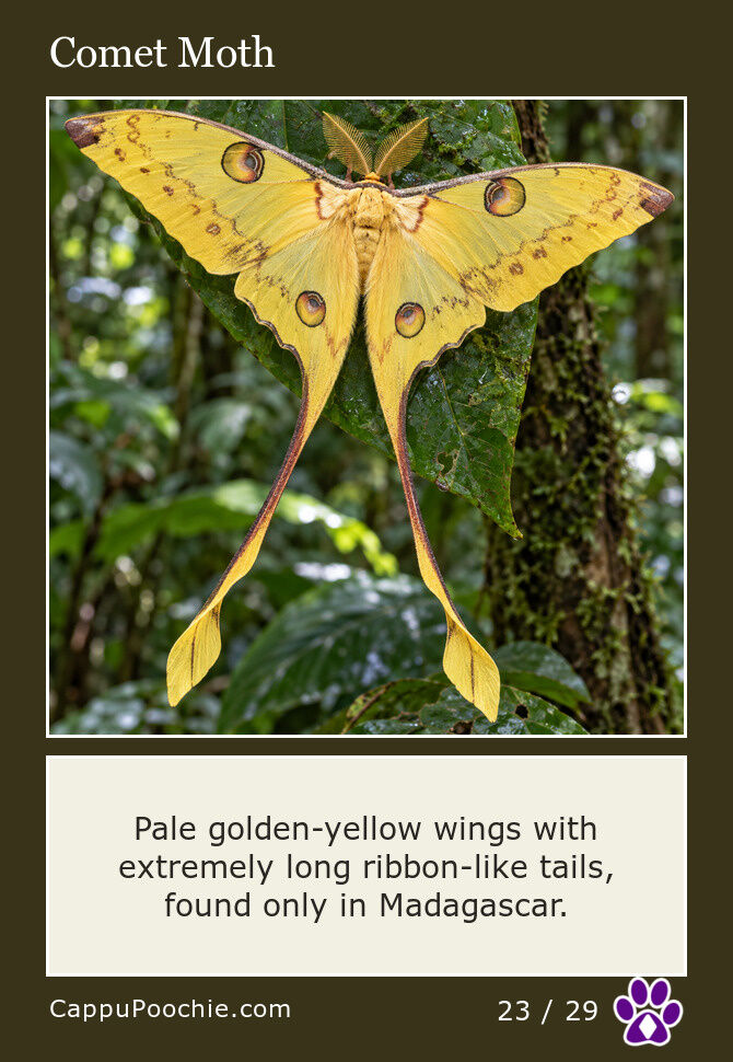 butterflies Card 23