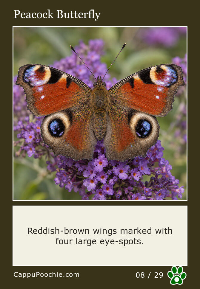 butterflies Card 08