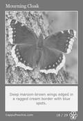 butterflies Card 18