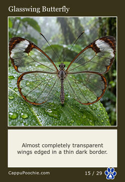 butterflies Card 15