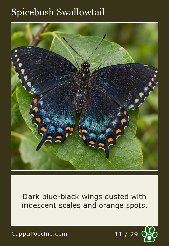butterflies Card 11