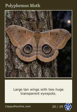 butterflies Card 20