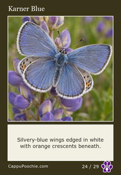 butterflies Card 24