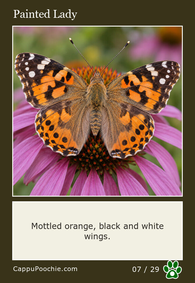 butterflies Card 07