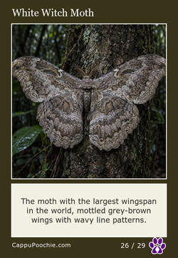 butterflies Card 26