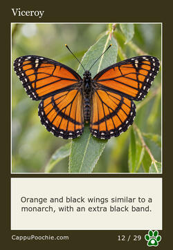 butterflies Card 12
