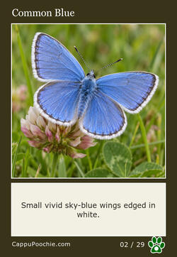 butterflies Card 02