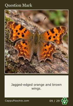 butterflies Card 09