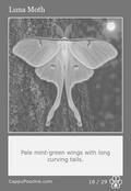 butterflies Card 16