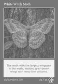 butterflies Card 26