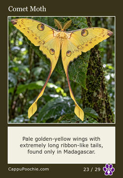 butterflies Card 23