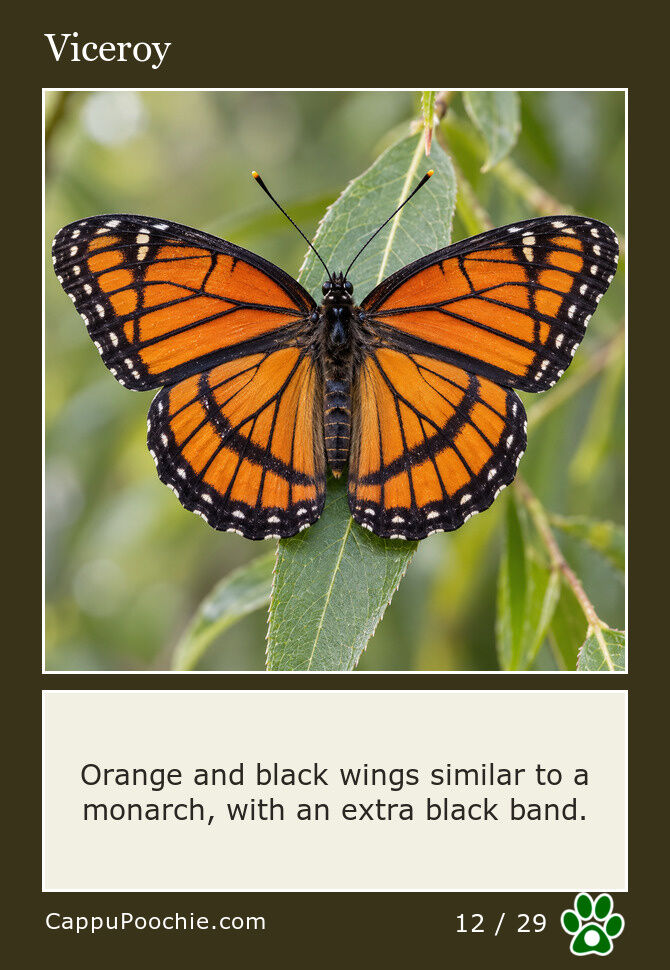 butterflies Card 12