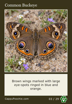 butterflies Card 03