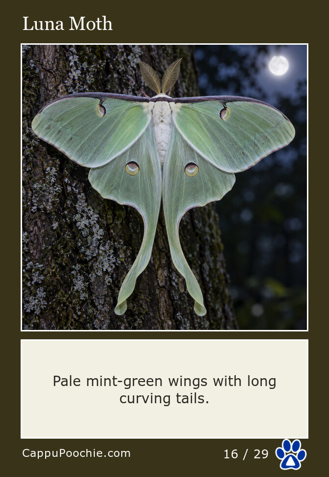 butterflies Card 16