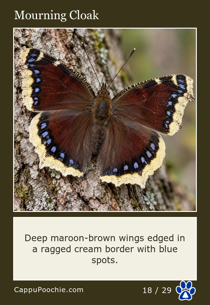 butterflies Card 18