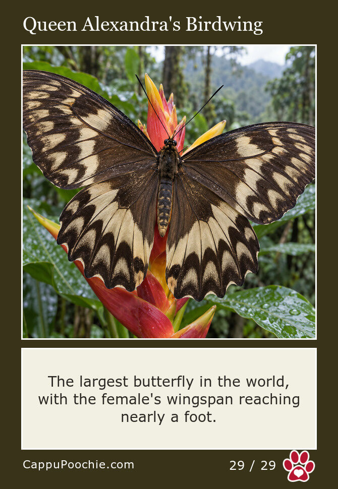 butterflies Card 29