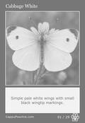 butterflies Card 01