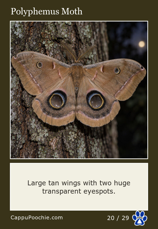 butterflies Card 20