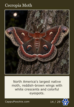 butterflies Card 14