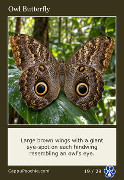 butterflies Card 19