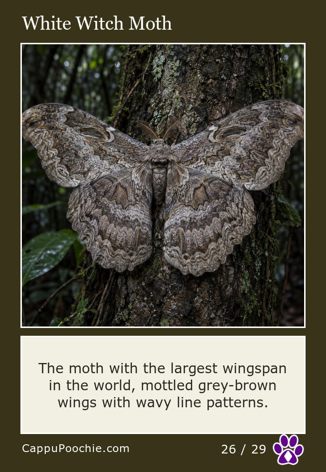 butterflies Card 26
