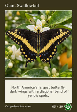 butterflies Card 05