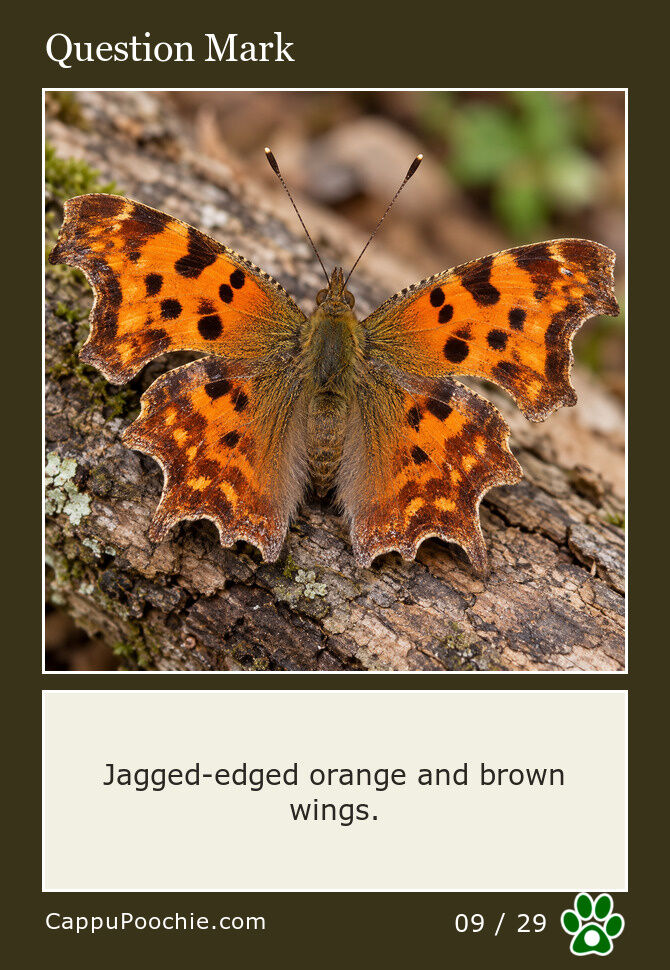 butterflies Card 09