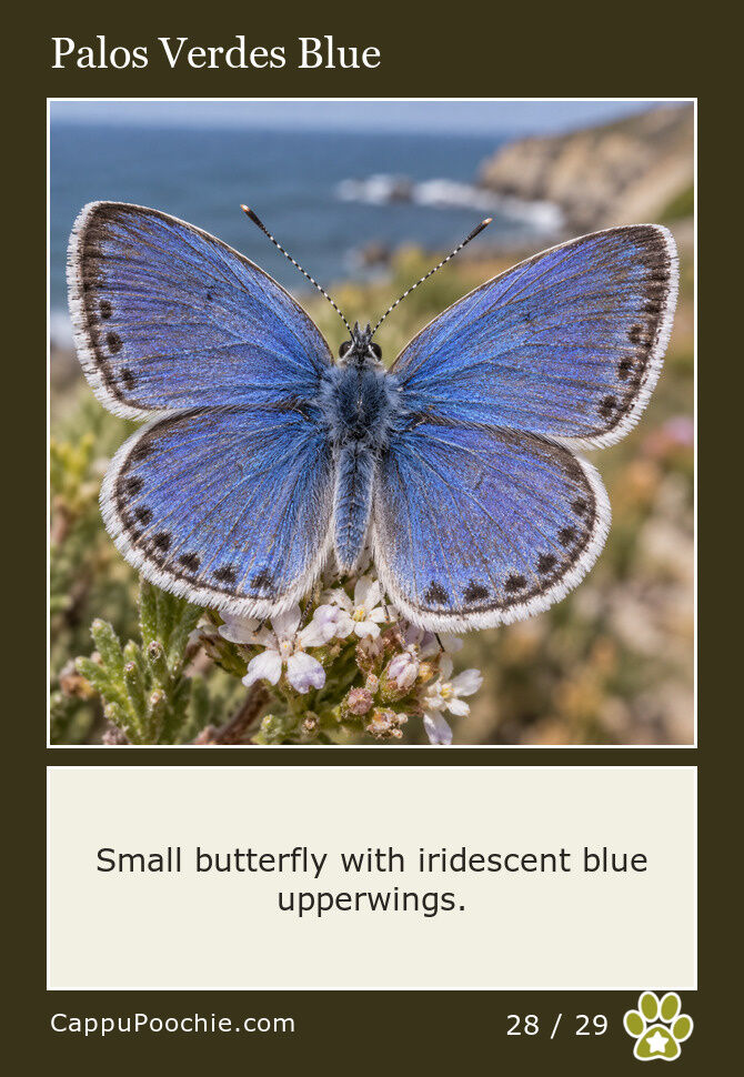 butterflies Card 28