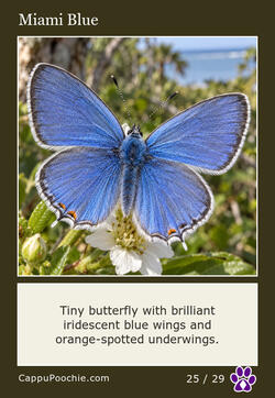 butterflies Card 25