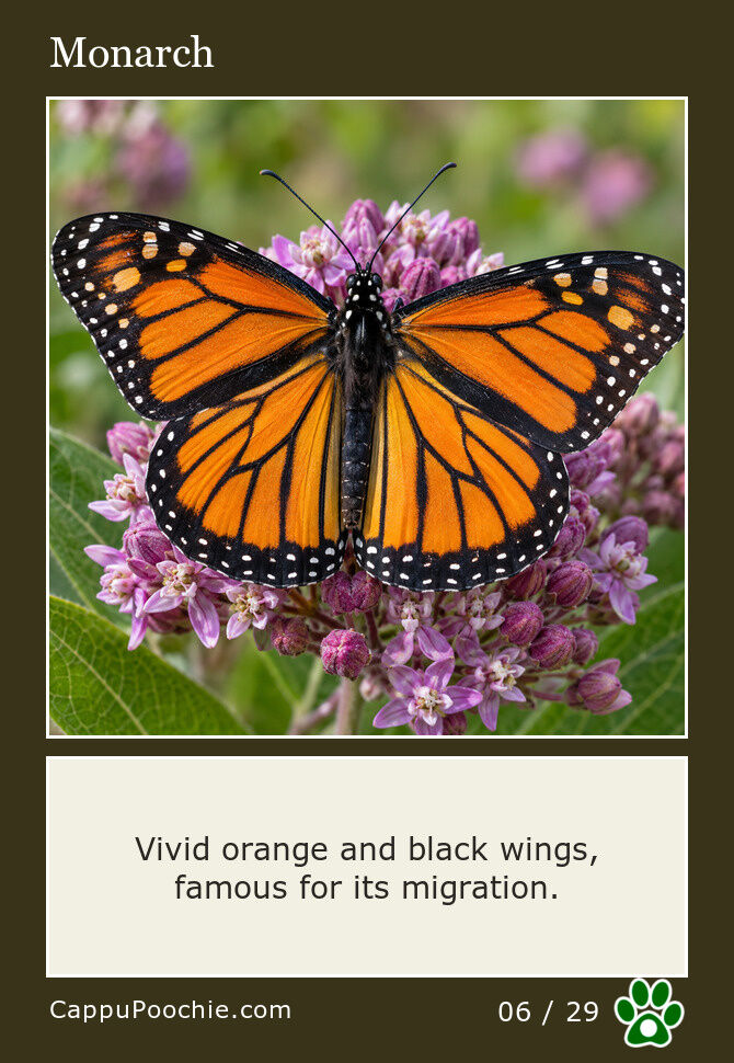 butterflies Card 06