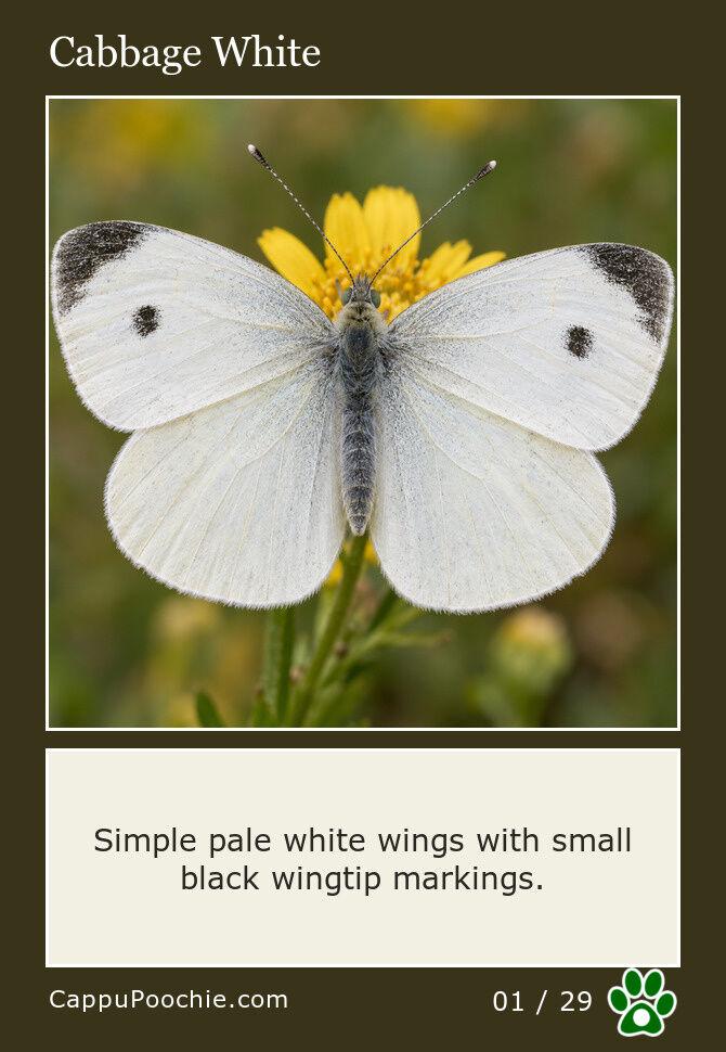 butterflies Card 01