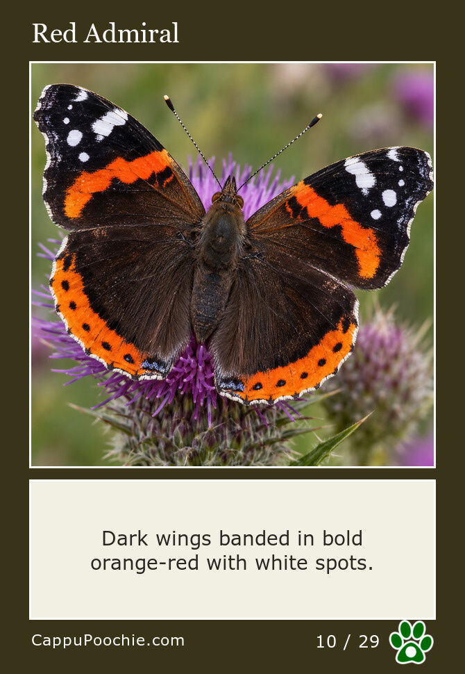 butterflies Card 10