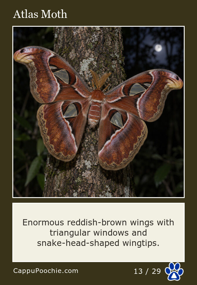 butterflies Card 13