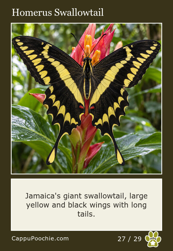 butterflies Card 27