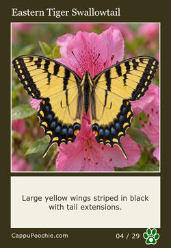 butterflies Card 04