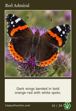 butterflies Card 10