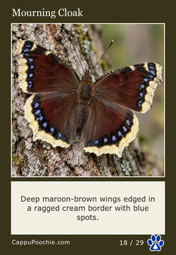 butterflies Card 18