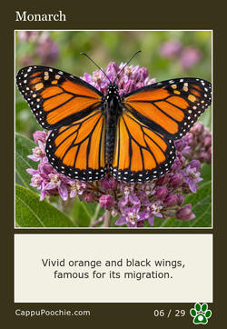 butterflies Card 06