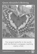 butterflies Card 29