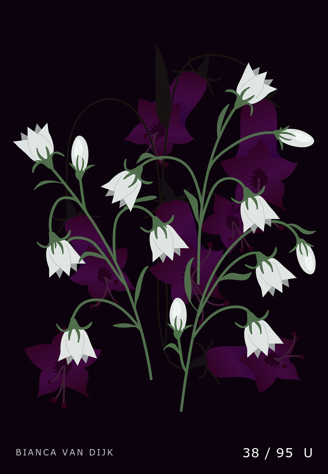 bvandijk Card 38