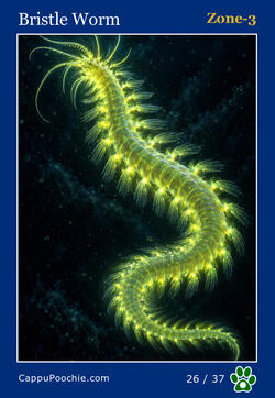 deepocean Card 26